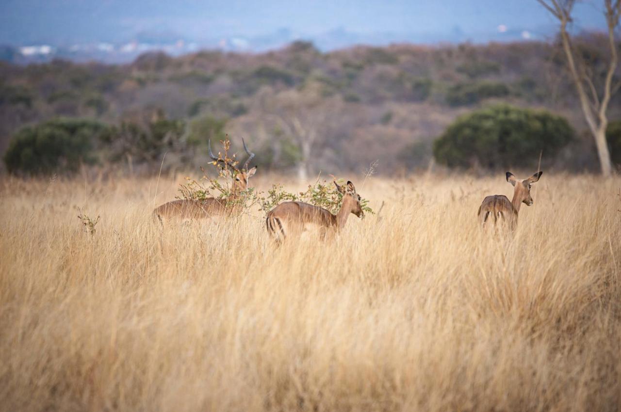 Villa Tholo Manzi Private Game Farm Zeerust Exterior foto